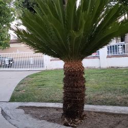 Sago Palm 