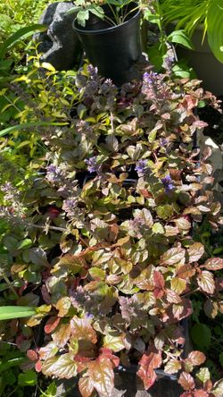 Ajuga