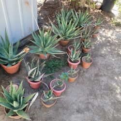 Aloe Vera