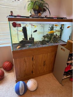 Fish tank