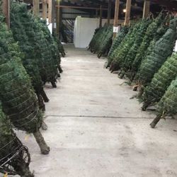 Christmas Tree Delivery & Set Up