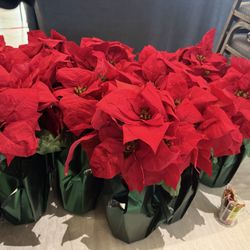 Poinsettias  