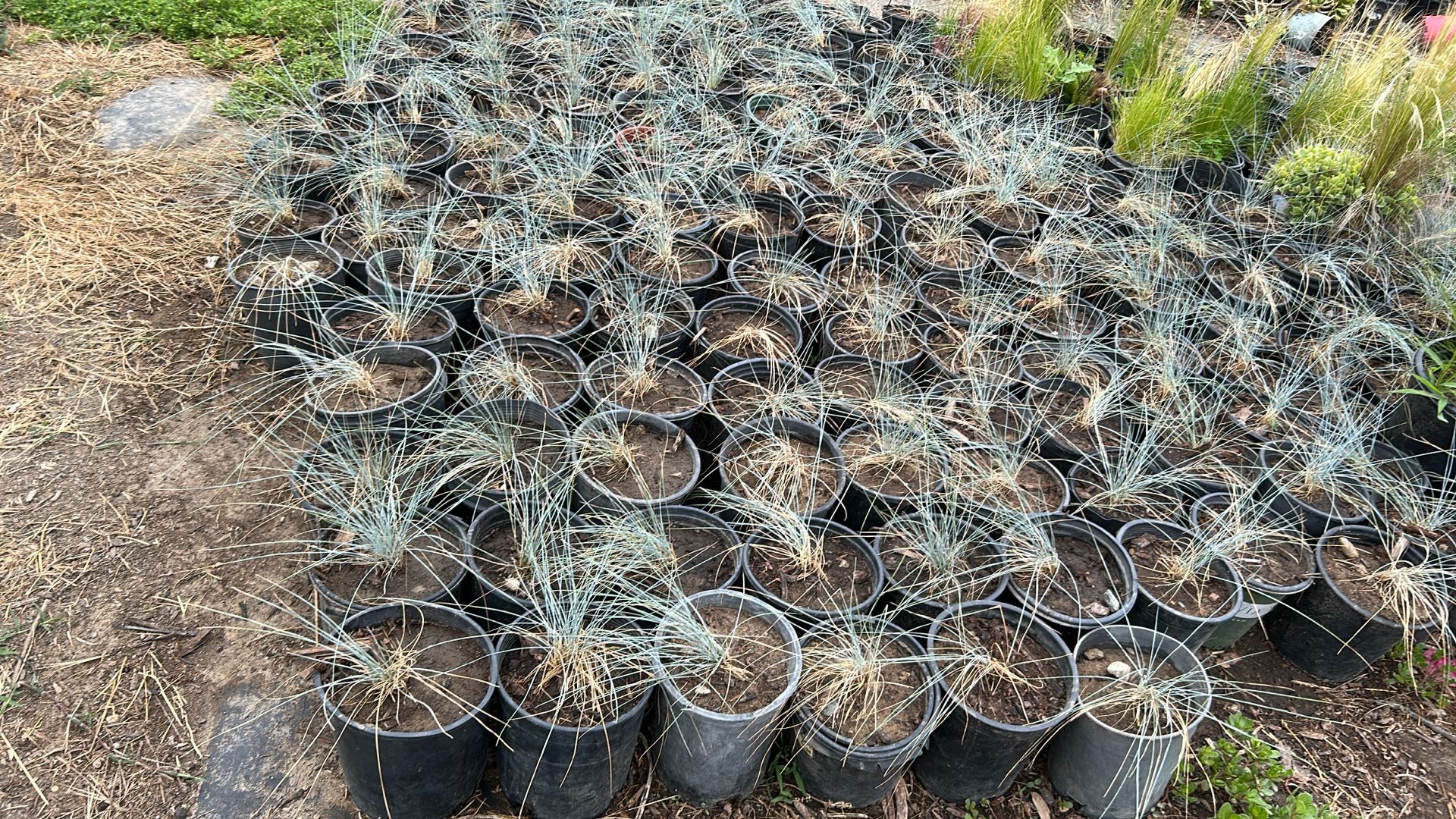 Blue Fescue Grass