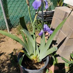Planta Lili