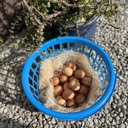 Farm Fresh Organic Eggs