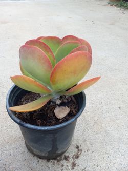 Succulent nice plant 6.00 Dlls
