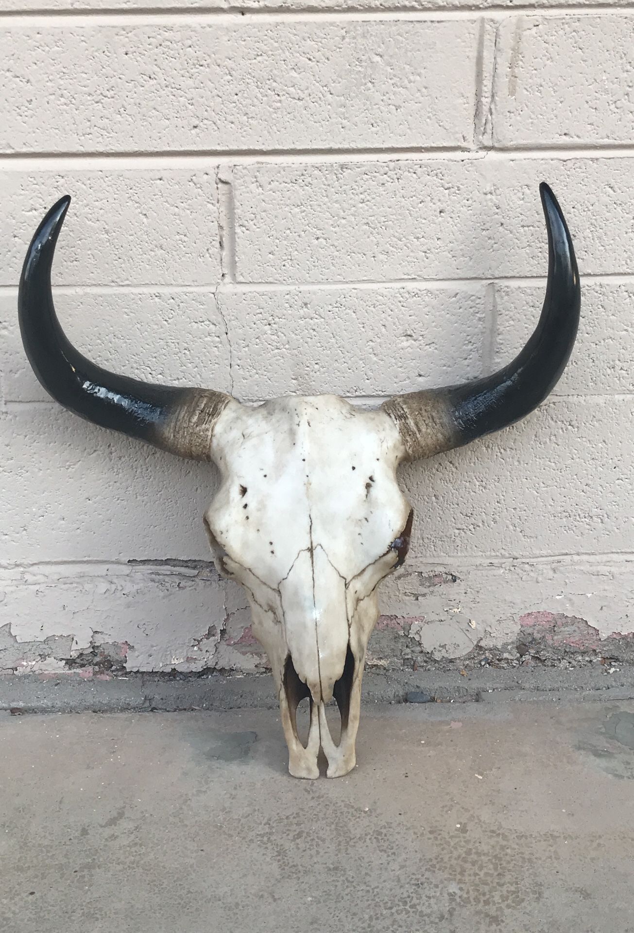 Steer skull