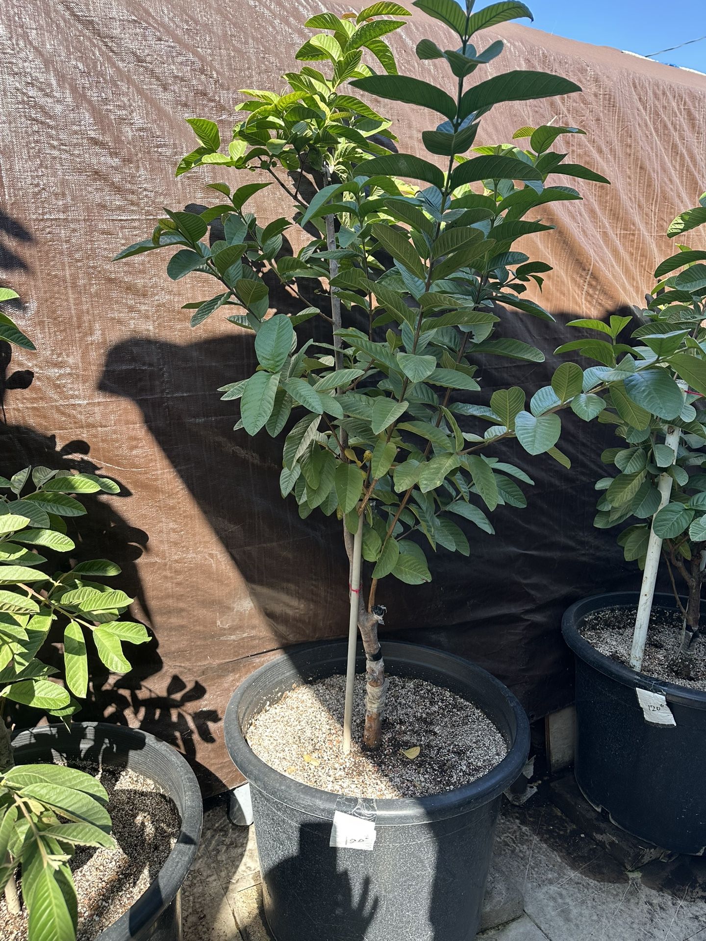 Guava Plant For Sale