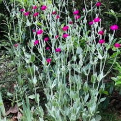 Beautiful Rose Campion Plants 