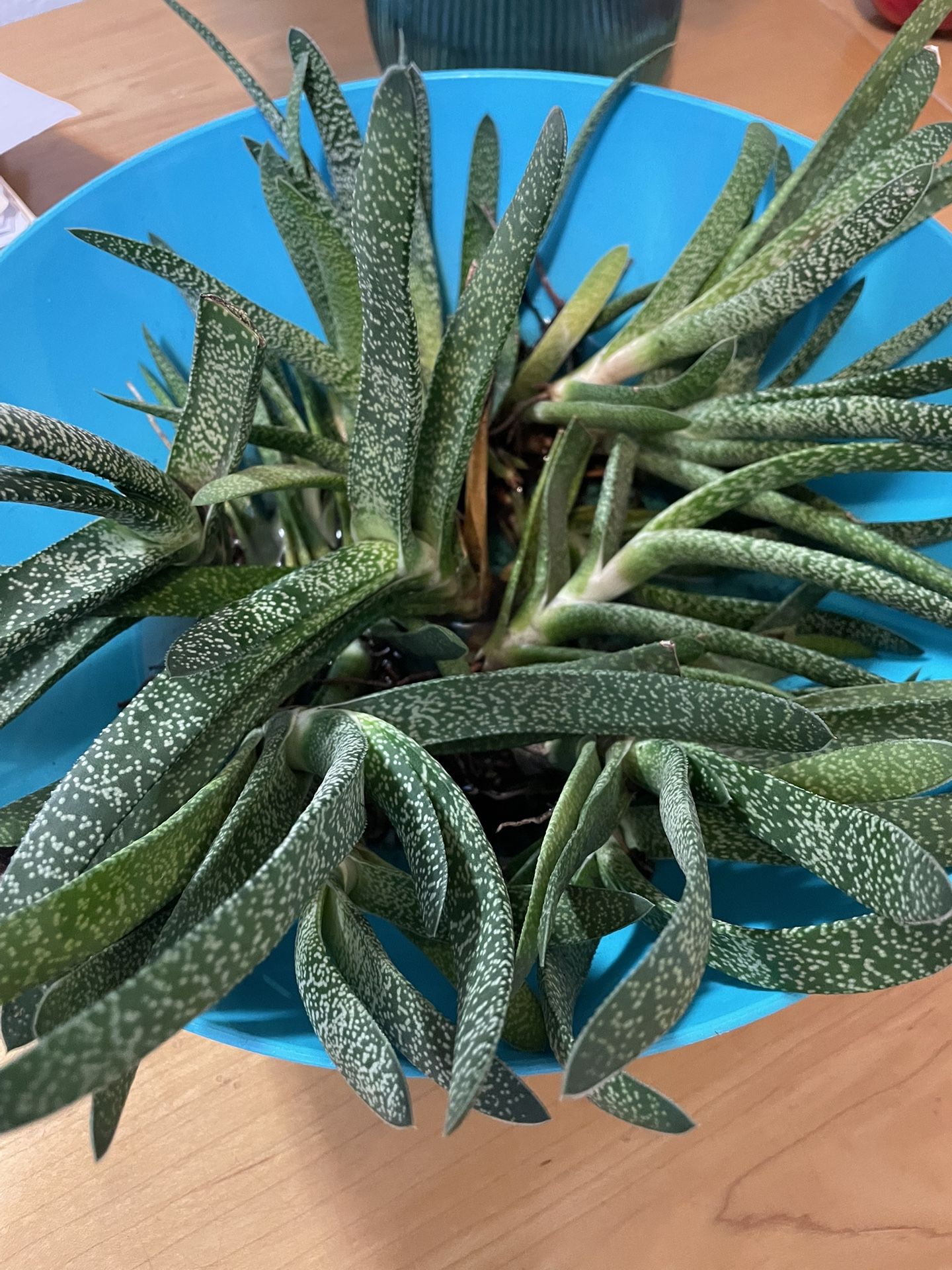 Succulents