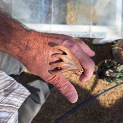 Cholla And Mesquite Back Scratcher One of A Kind