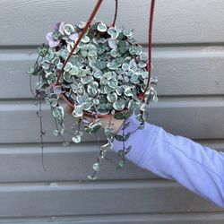 6” Variegated String Of Hearts