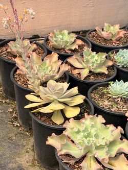 Succulents for sale 5 gallons