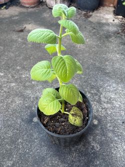 Orégano planta