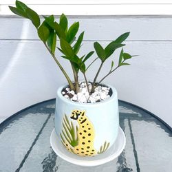 ZZ Plant For Sale 🪴 Plant & Planter Brand New