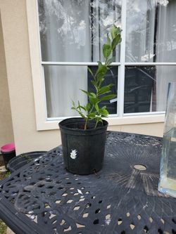Bay Leaf Herb Tree, Sweet Bay Laurel Plant