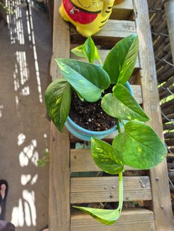 Teruno Valencia Pothos - Japanese Pothos