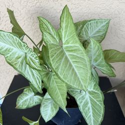 Big Arrowhead Plant 🪴