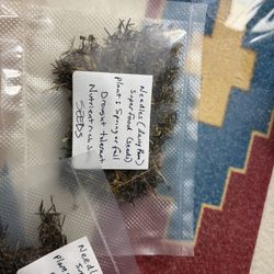 Needles Seeds  10 Packs For $10