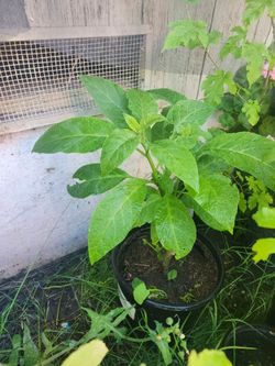 Angel Trumpet Tree Asking $35