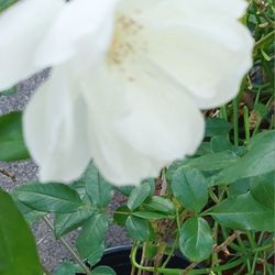 Iceberg Rose & Planter