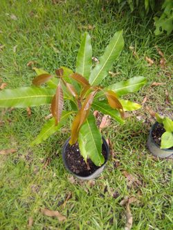 2ft Mango Tree
