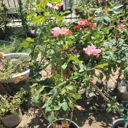 Rose Plant / Rosales