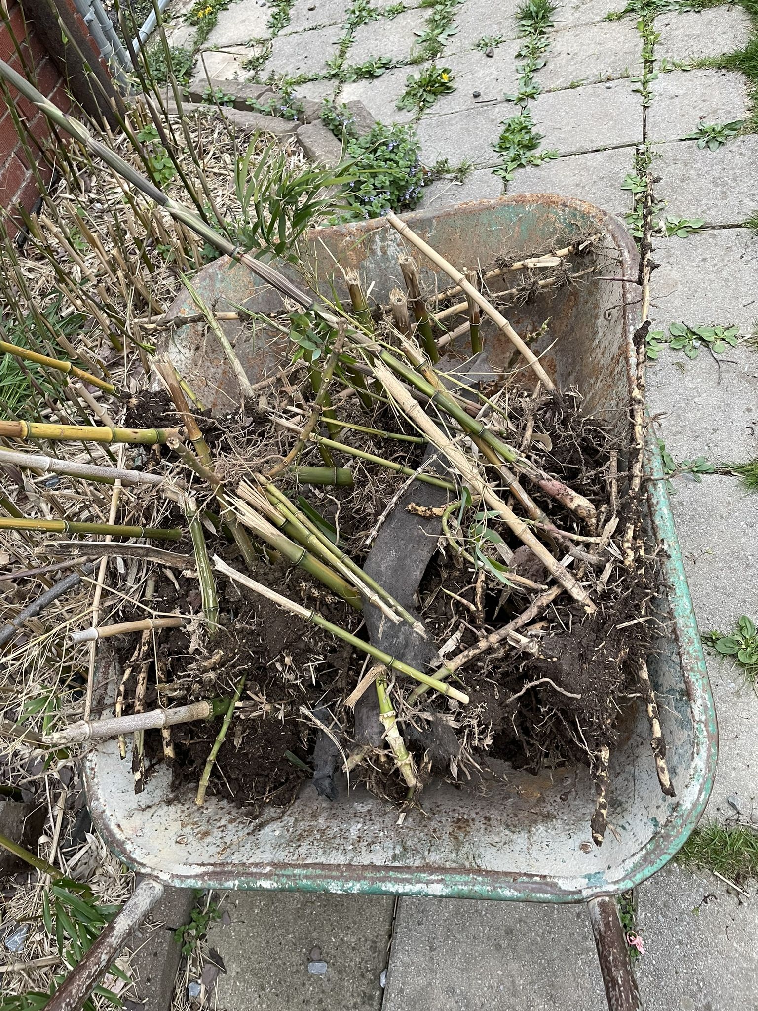 Free bamboo