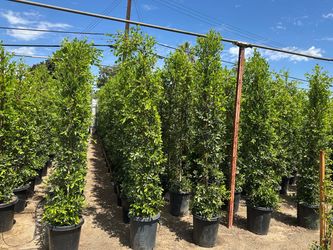 Ficus Nitida Indian Laurel privacy hedge