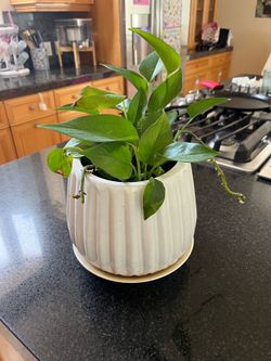 Pothos plant