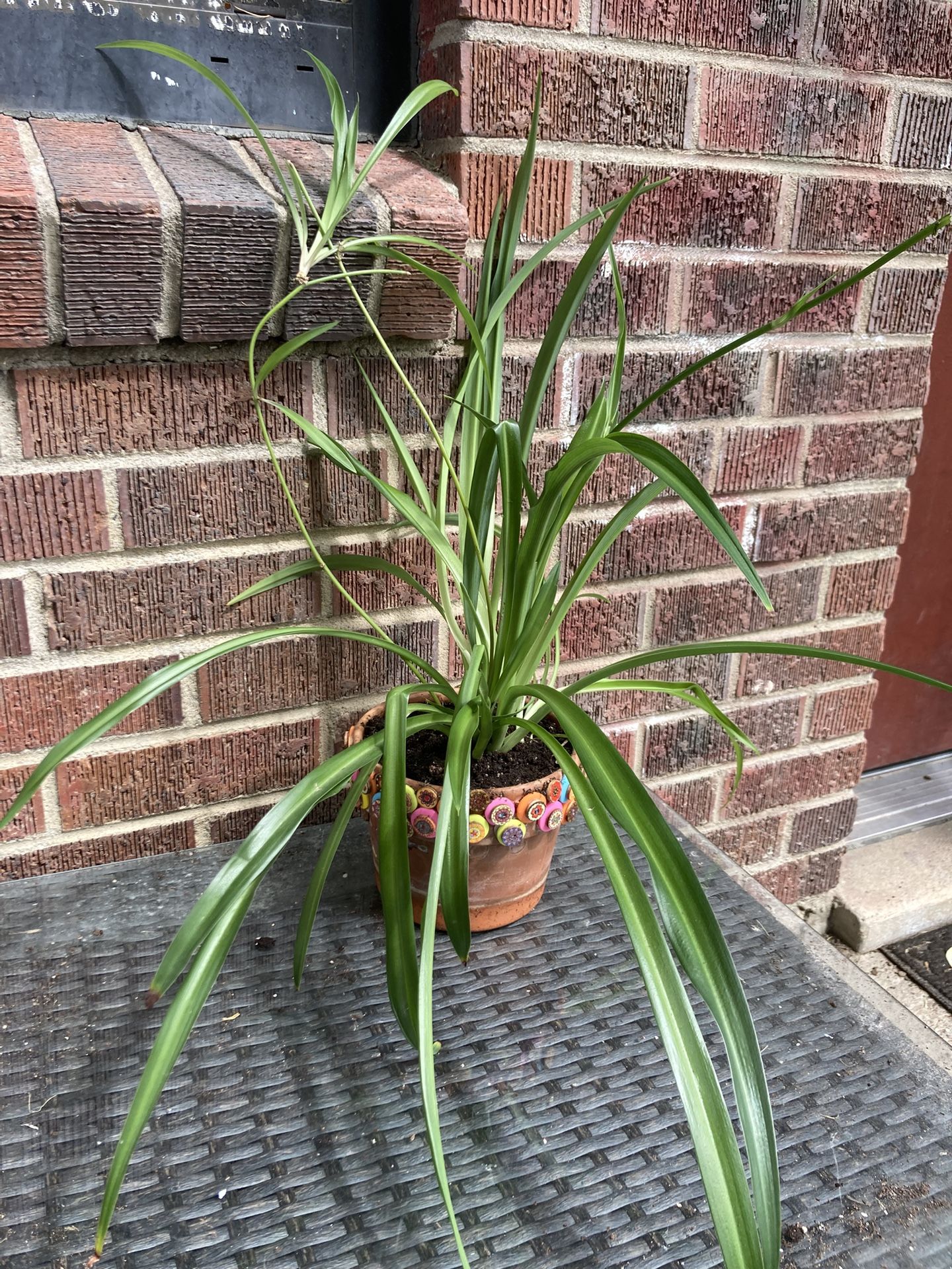 Spider Plant In 6” Pot