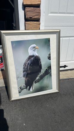 Eagle photo and frame