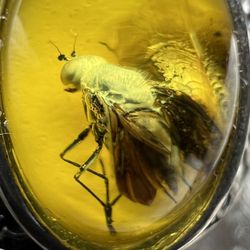 Natural Jurassic Fly Preserved in Baltic Amber Ring