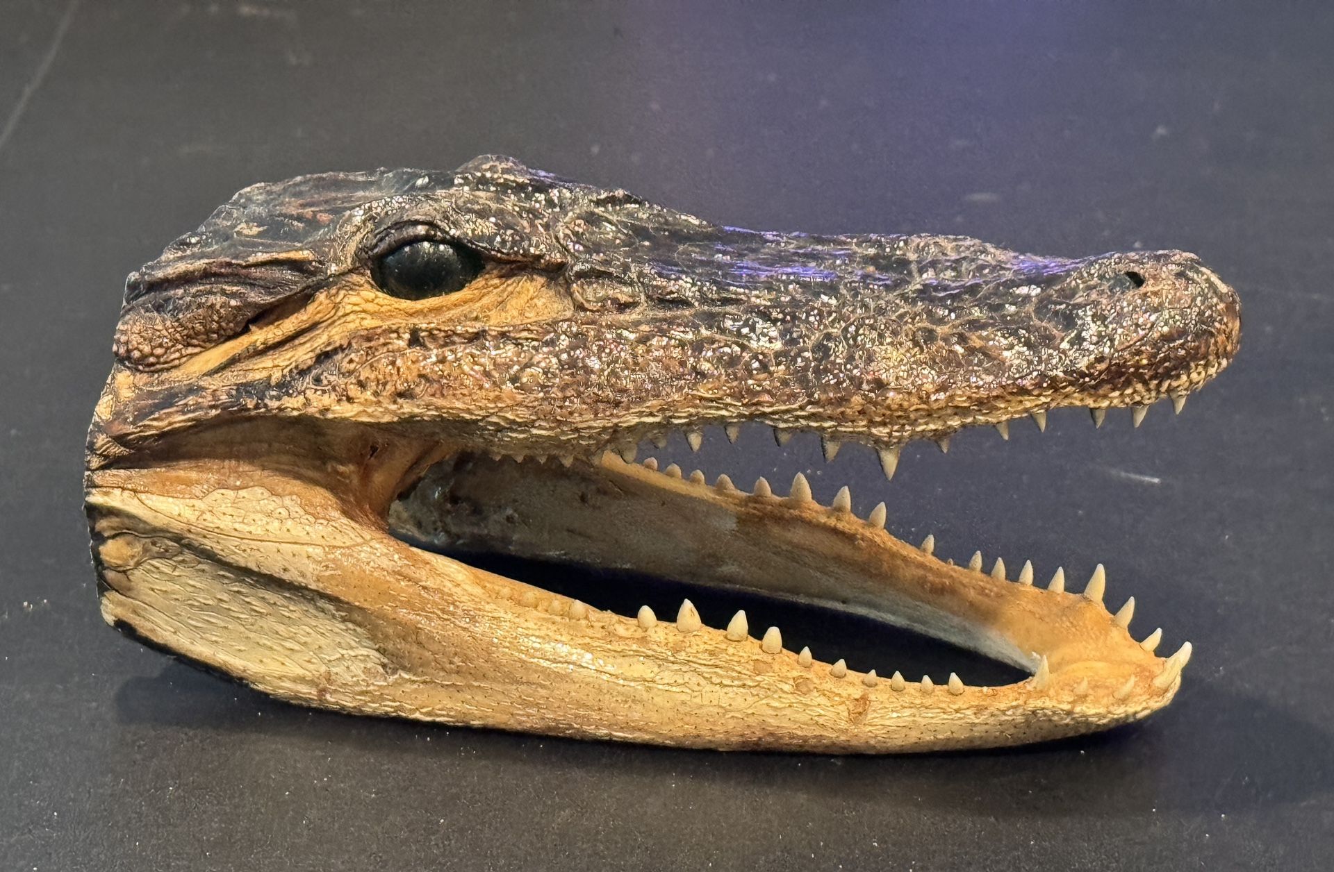 Alligator Head
