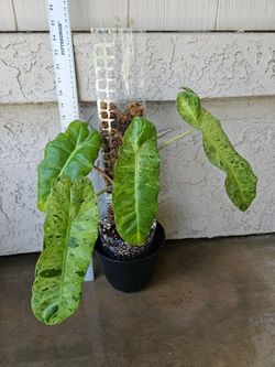 Philodendron Paraiso Verde Plant