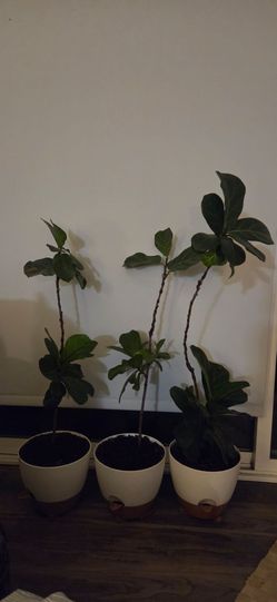 Fiddle fig plants!