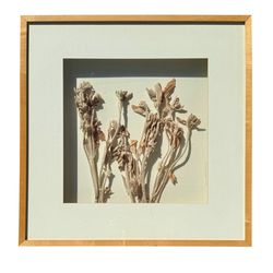 💐 Dried Botanical Shadow Box Wall Art 24x24