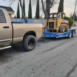 Bobcat