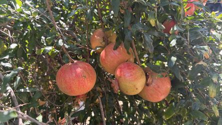 selling pomegranates $2 for $6