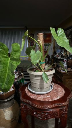 Burle marx Philodendron