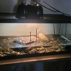 20 Gallon Tank 