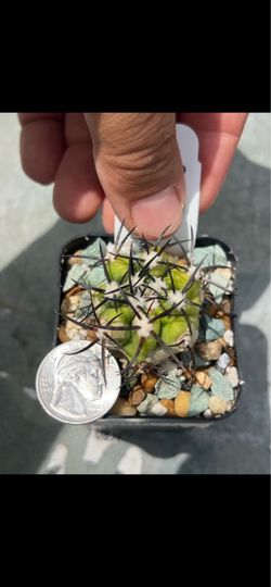 Copiapoa