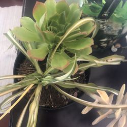 Spider Plant, Echeveria And Sempervivium 