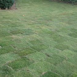 1 Pallet Of Emarld Zoysia