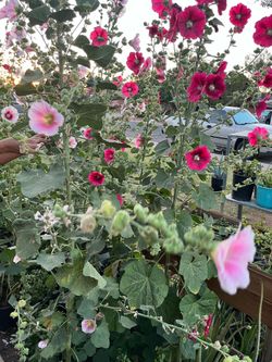 A perfect example of our great selection of plants