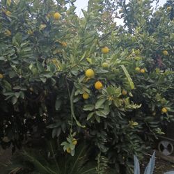 Fresh Organic Lemons. 6 For  Dollar.