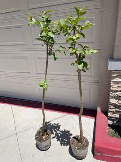 Thai guava fruit Tree PLANT - * PRICE IS FOR EACH PLANT *
