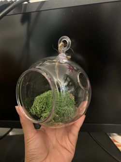 Globe Hanging Terrarium