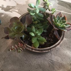 Succulent Plant For Sale 
