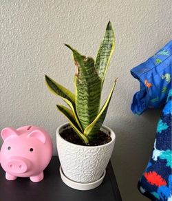 Snake plant